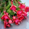 Red Fuchsia Live Plant - 5" Pot - Small Flowering Shrub - Attracts Hummingbirds - Outdoor - Image 1