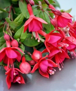 Red Fuchsia Live Plant - 5