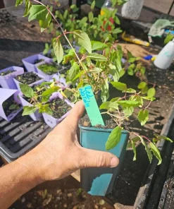 Red Fuchsia Live Plant - 5