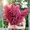 Red Garnet Amaranth Seeds - 500+ Amaranthus caudatus Seeds Outdoor - Image 1