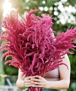 Red Garnet Amaranth Seeds - 500+ Amaranthus caudatus Seeds Outdoor - Image 1