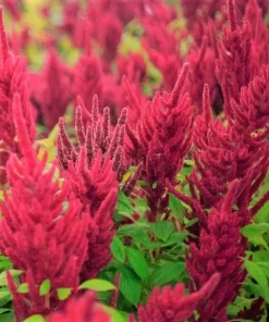 Red Garnet Amaranth Seeds - 500+ Amaranthus caudatus Seeds Outdoor - Image 2