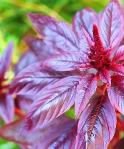 Red Garnet Amaranth Seeds - 500+ Amaranthus caudatus Seeds Outdoor - Image 3