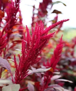 Red Garnet Amaranth Seeds - 500 Amaranthus Tricolor Vegetable Flower Seeds - Image 10