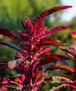 Red Garnet Amaranth Seeds - 500 Amaranthus Tricolor Vegetable Flower Seeds - Image 2