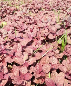 Red Garnet Amaranth Seeds - 500 Amaranthus Tricolor Vegetable Flower Seeds - Image 3