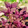 Red Garnet Amaranth Seeds - 500 Amaranthus Tricolor Vegetable Flower Seeds - Image 1