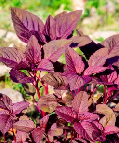 Red Garnet Amaranth Seeds - 500 Amaranthus Tricolor Vegetable Flower Seeds - Image 1