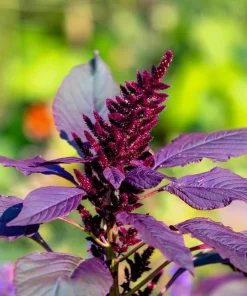 Red Garnet Amaranth Seeds - 500 Amaranthus Tricolor Vegetable Flower Seeds - Image 5