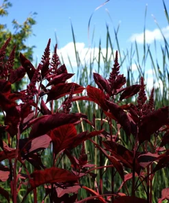 Red Garnet Amaranth Seeds - 500 Amaranthus Tricolor Vegetable Flower Seeds - Image 6
