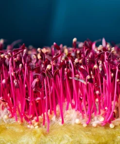 Red Garnet Amaranth Seeds - 500 Amaranthus Tricolor Vegetable Flower Seeds - Image 7