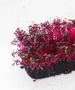 Red Garnet Amaranth Seeds - 500 Amaranthus Tricolor Vegetable Flower Seeds - Image 8
