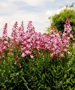 Red Gas Plant Seeds - 10 Count Fragrant Fire Dictamnus Albus Ruber Flower Seeds - Image 10