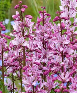Red Gas Plant Seeds - 10 Count Fragrant Fire Dictamnus Albus Ruber Flower Seeds - Image 2