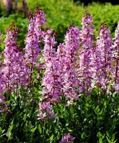 Red Gas Plant Seeds - 10 Count Fragrant Fire Dictamnus Albus Ruber Flower Seeds - Image 3