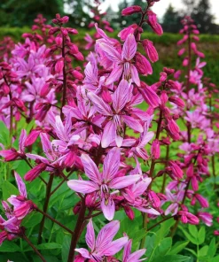 Red Gas Plant Seeds - 10 Count Fragrant Fire Dictamnus Albus Ruber Flower Seeds - Image 4