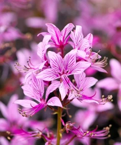 Red Gas Plant Seeds - 10 Count Fragrant Fire Dictamnus Albus Ruber Flower Seeds - Image 5