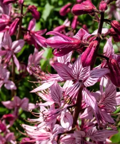 Red Gas Plant Seeds - 10 Count Fragrant Fire Dictamnus Albus Ruber Flower Seeds - Image 6