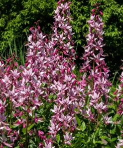 Red Gas Plant Seeds - 10 Count Fragrant Fire Dictamnus Albus Ruber Flower Seeds - Image 7
