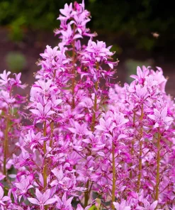 Red Gas Plant Seeds - 10 Count Fragrant Fire Dictamnus Albus Ruber Flower Seeds - Image 8