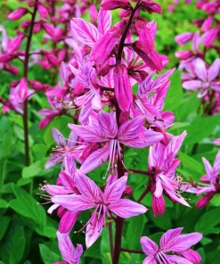 Red Gas Plant Seeds - 10 Count Fragrant Fire Dictamnus Albus Ruber Flower Seeds - Image 9