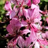 Red Gas Plant Seeds - 10 Count Fragrant Fire Dictamnus Albus Ruber Flower Seeds - Image 1