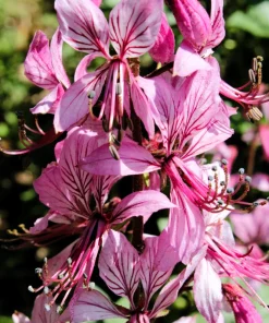 Red Gas Plant Seeds - 10 Count Fragrant Fire Dictamnus Albus Ruber Flower Seeds - Image 1