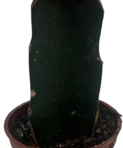 Red Grafted Moon Cactus Live Plant - 2.5 inch Pot - Unique Succulent - Image 2