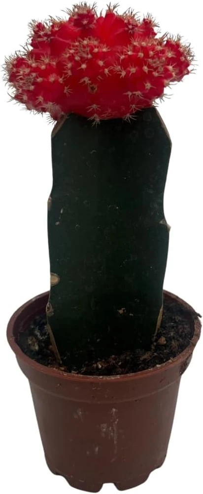 Red Grafted Moon Cactus Live Plant - 2.5 inch Pot - Unique Succulent - Image 2