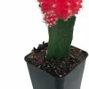 Red Grafted Moon Cactus Live Plant - 2.5 inch Pot - Unique Succulent - Image 1