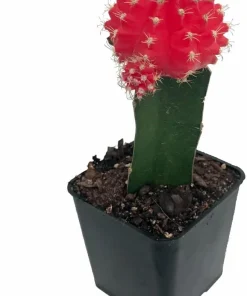 Red Grafted Moon Cactus Live Plant - 2.5 inch Pot - Unique Succulent - Image 1