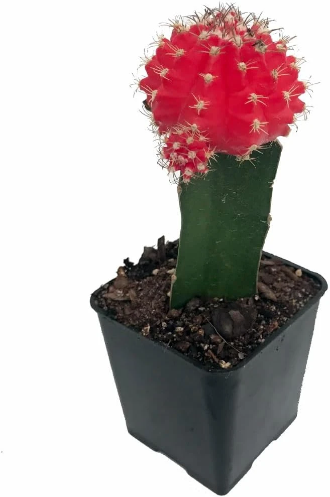 Red Grafted Moon Cactus Live Plant - 2.5 inch Pot - Unique Succulent - Image 1