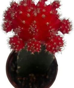 Red Grafted Moon Cactus Live Plant - 2.5 inch Pot - Unique Succulent - Image 3