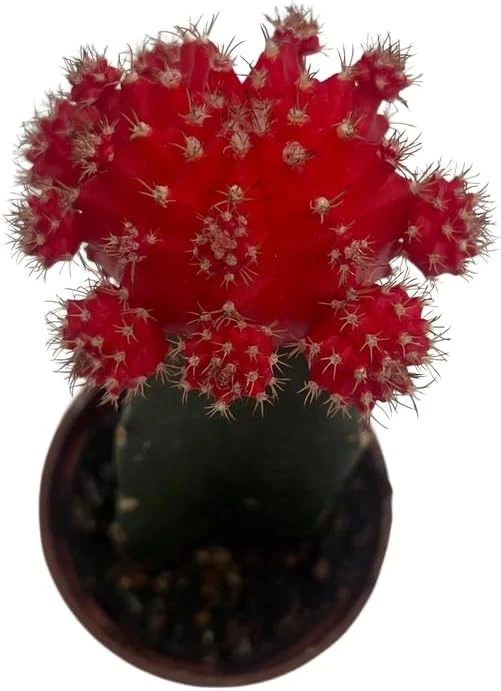 Red Grafted Moon Cactus Live Plant - 2.5 inch Pot - Unique Succulent - Image 3