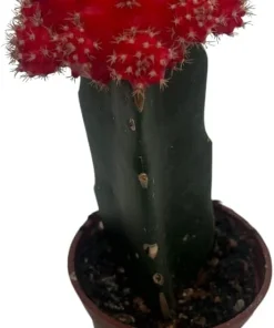 Red Grafted Moon Cactus Live Plant - 2.5 inch Pot - Unique Succulent - Image 4