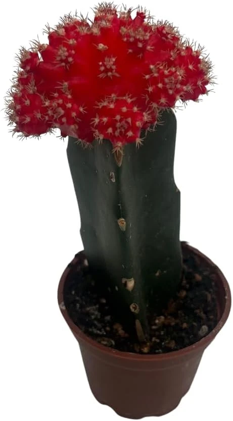 Red Grafted Moon Cactus Live Plant - 2.5 inch Pot - Unique Succulent - Image 4
