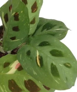 Red & Green Prayer Plant Duo - Live Maranta Houseplants - 3.5" Pots - Image 2