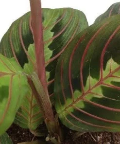 Red & Green Prayer Plant Duo - Live Maranta Houseplants - 3.5