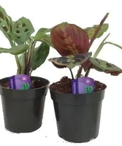 Red & Green Prayer Plant Duo - Live Maranta Houseplants - 3.5