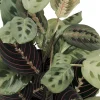 Red & Green Prayer Plant Duo - Live Maranta Houseplants - 3.5" Pots - Image 1