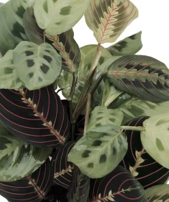 Red & Green Prayer Plant Duo - Live Maranta Houseplants - 3.5