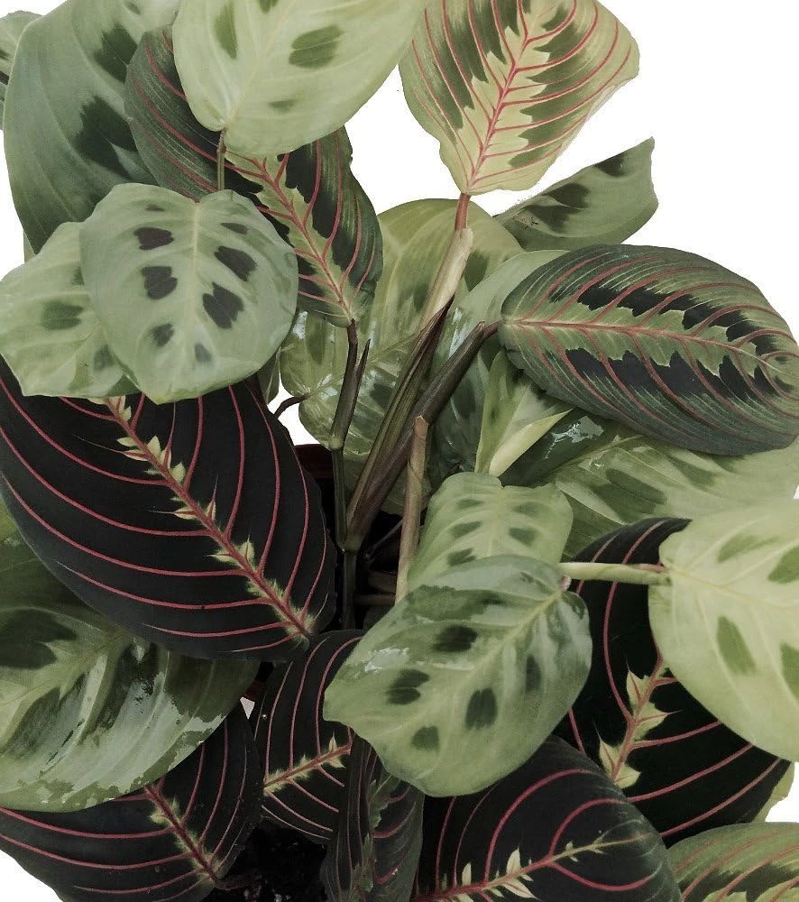 Red & Green Prayer Plant Duo - Live Maranta Houseplants - 3.5" Pots - Image 1