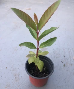 Red Guava Tree Live Plant – 4 inch Pot, 6-8 inches tall – Sweet Fruit - Image 2