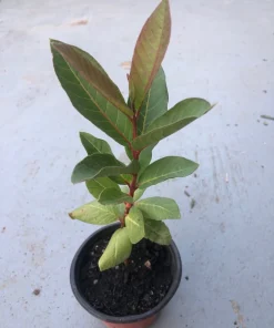 Red Guava Tree Live Plant – 4 inch Pot, 6-8 inches tall – Sweet Fruit - Image 3