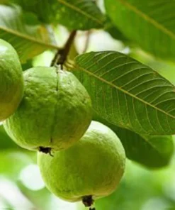 Red Guava Tree Live Plant – 4 inch Pot, 6-8 inches tall – Sweet Fruit - Image 4