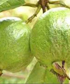 Red Guava Tree Live Plant – 4 inch Pot, 6-8 inches tall – Sweet Fruit - Image 5