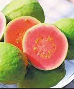 Red Guava Tree Live Plant – 4 inch Pot, 6-8 inches tall – Sweet Fruit - Image 6