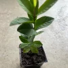 Red Guava Tree Live Plant – 4 inch Pot, 6-8 inches tall – Sweet Fruit - Image 1