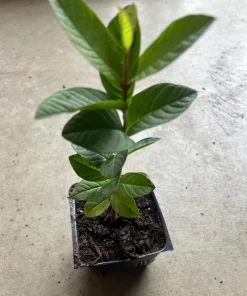 Red Guava Tree Live Plant – 4 inch Pot, 6-8 inches tall – Sweet Fruit - Image 1