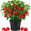Red Habanero Pepper Live Plant – 2-Pack Seedlings – 3-6 Inches Tall – for Garden & Container Growing - Image 1